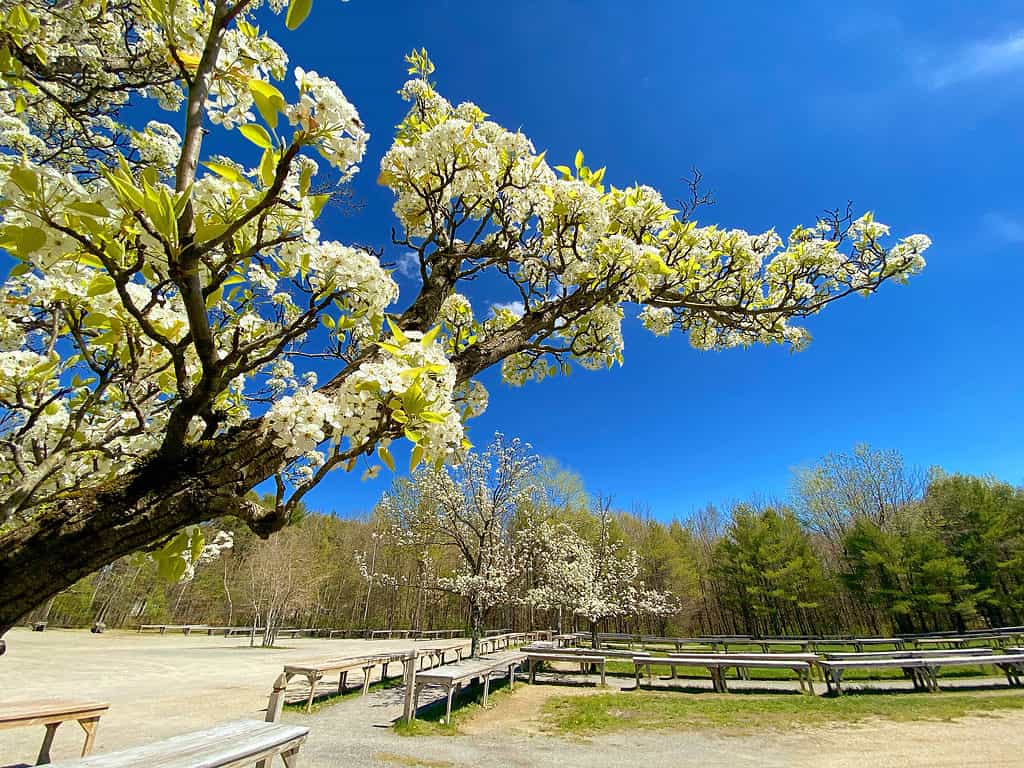 Il Maine è impegnativo per chi soffre di allergie durante la primavera, l'estate e l'autunno
