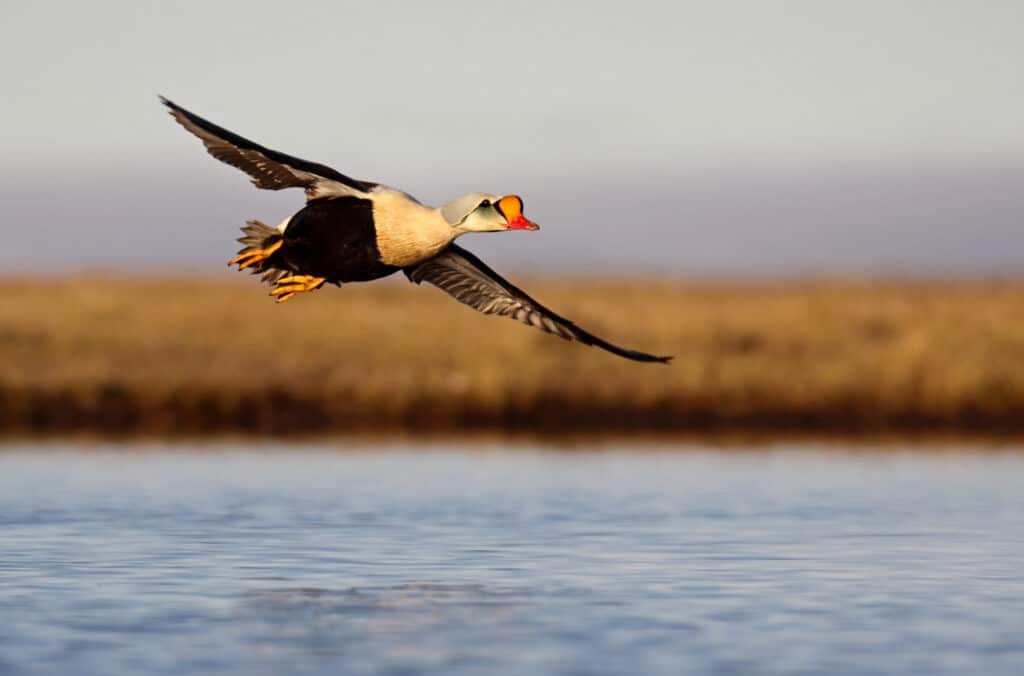 Re Eider volante