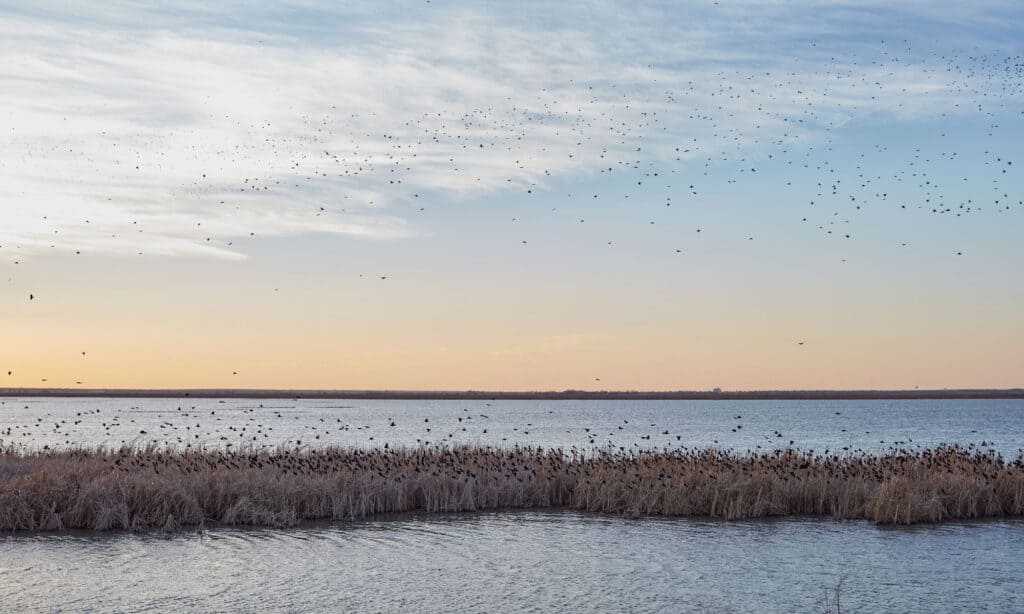 Cheyenne Bottoms, Kansas
