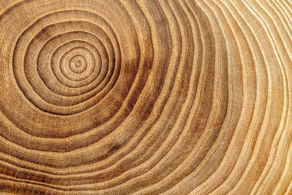 La dendrocronologia è la scienza del conteggio e della datazione incrociata degli anelli degli alberi.
