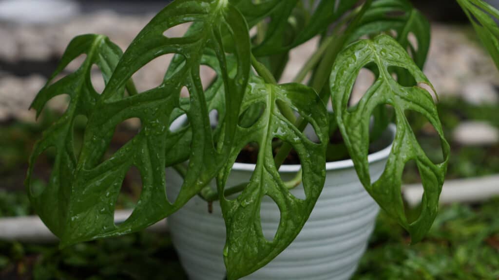 varietà monstera