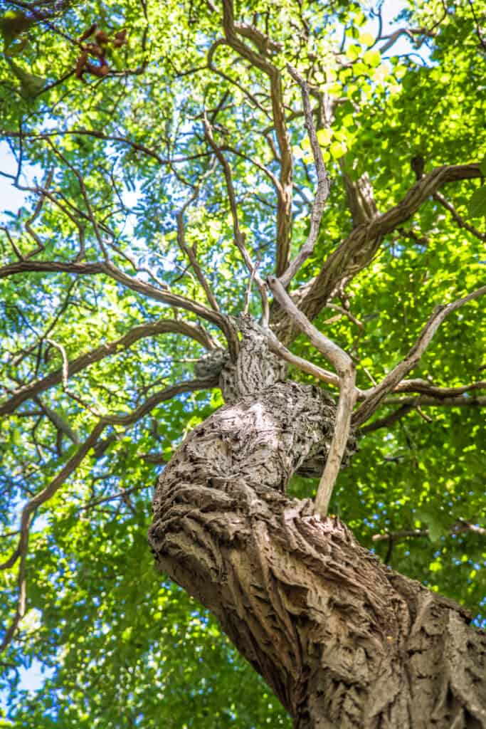 Ontano (Alnus glutinosa) con i suoi rami storti