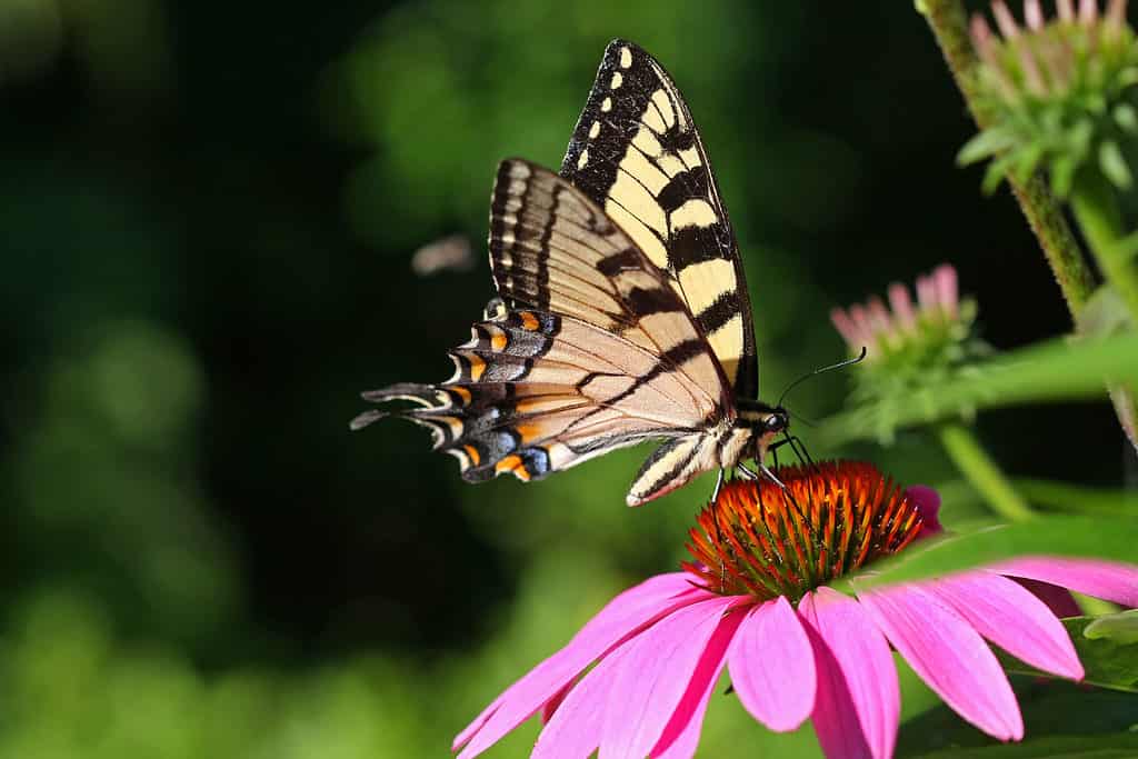 Una fotografia di una coda di rondine della tigre orientale che si alimenta da un'echinacea viola