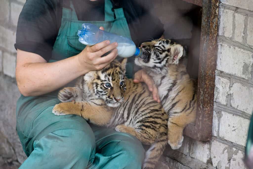 cuccioli di tigre
