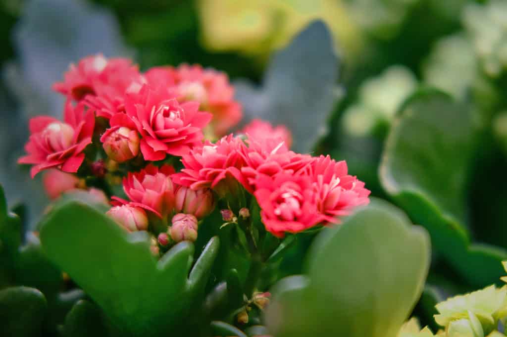 Kalanchoe blossfeldiana con fiori luminosi