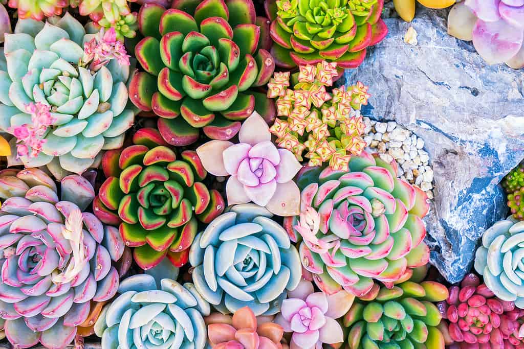 Succulente in fiore