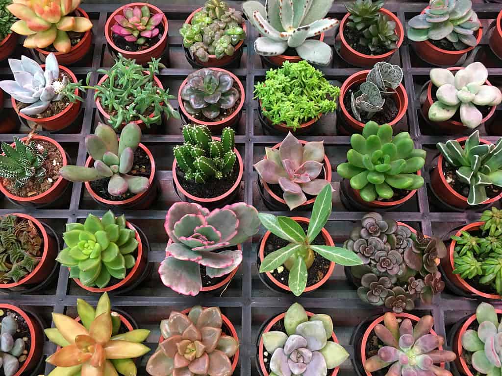 Succulente in fiore