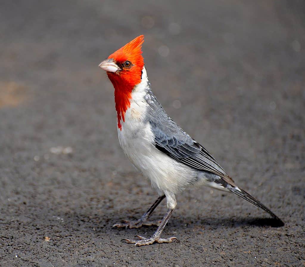 cardinale dalla cresta rossa