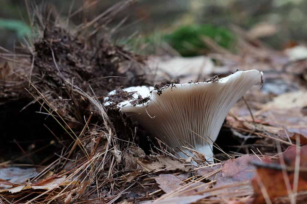 Russula brevipes primo piano