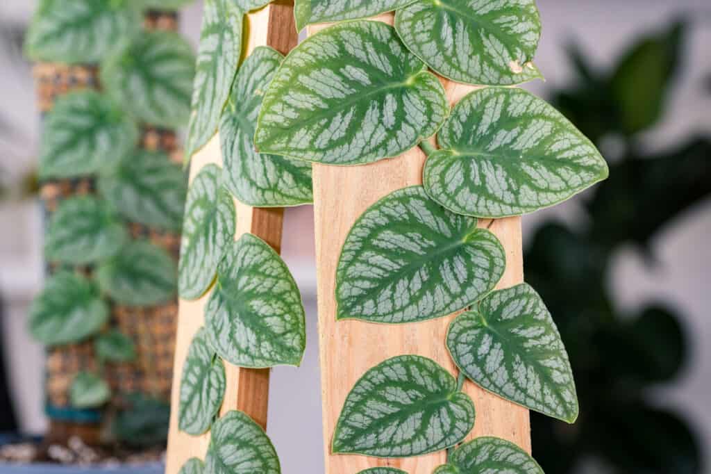 varietà monstera