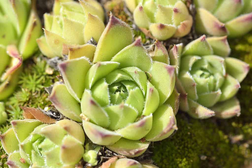 Echeveria agavoides, l'agave di cera modellata