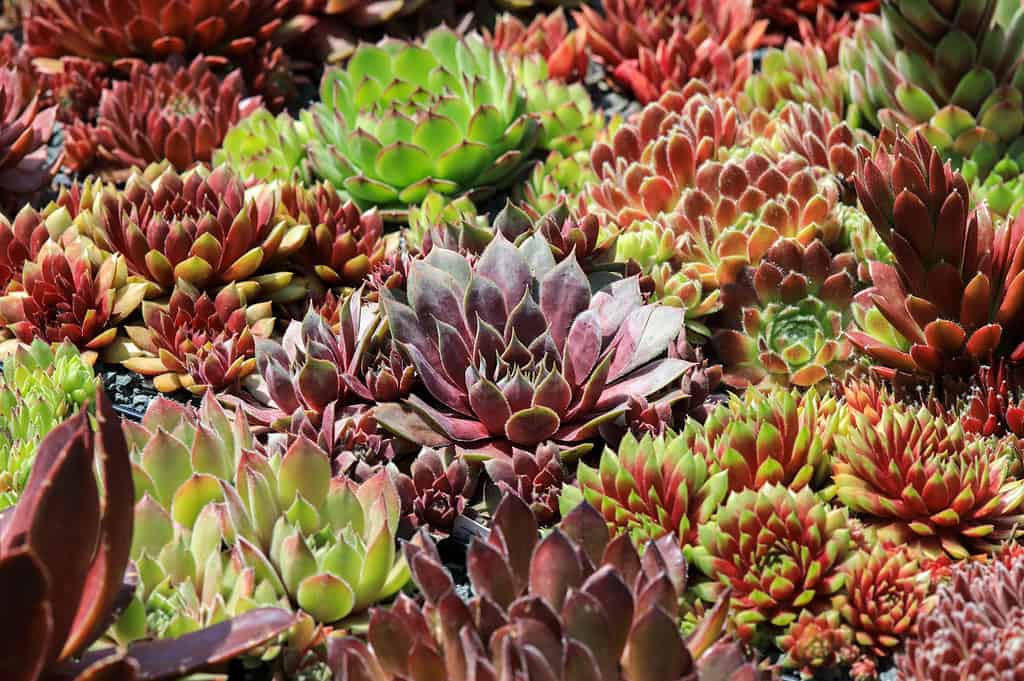 Succulente eterno