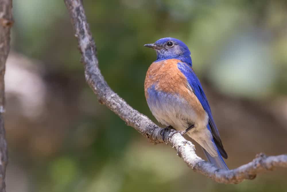 uccello azzurro occidentale