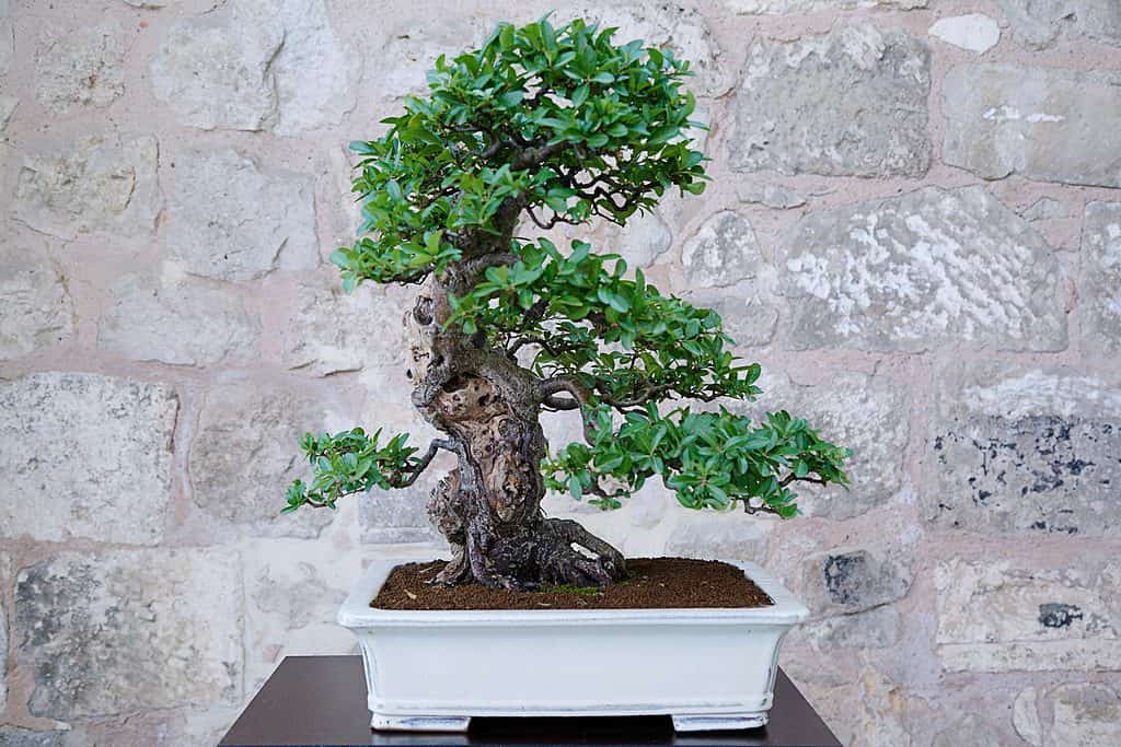 tronco d'albero bonsai