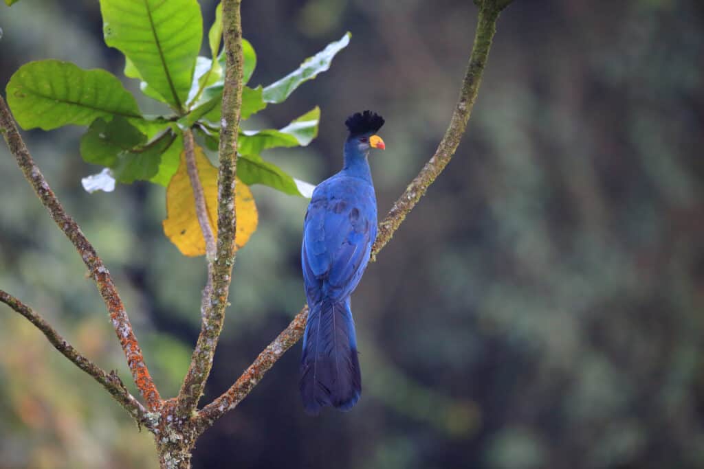 grande turaco blu