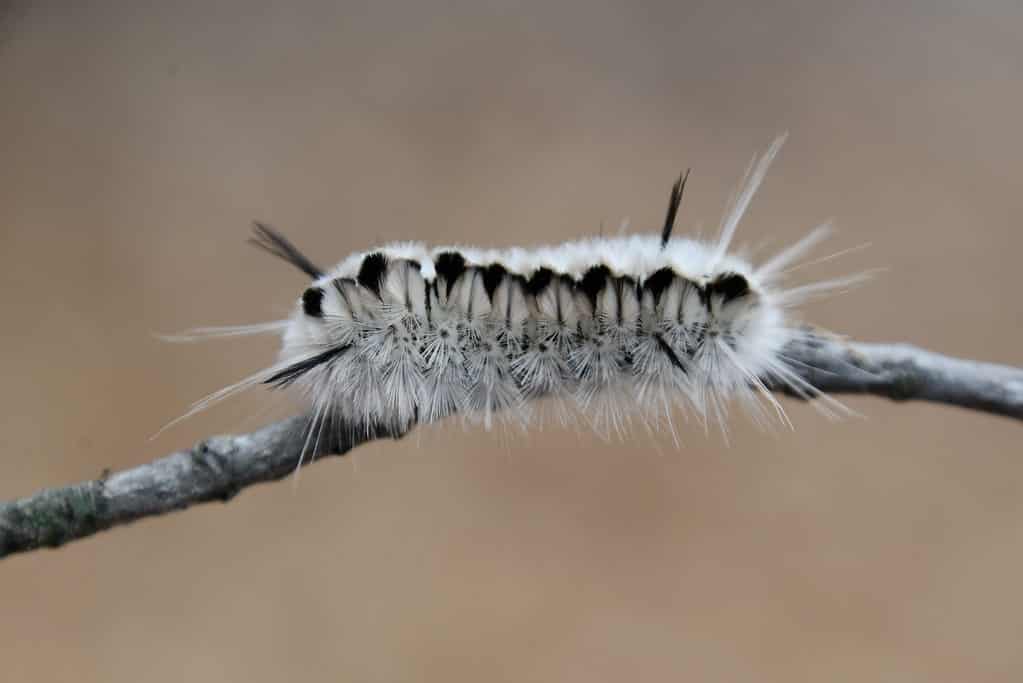 Macro di un bruco di hickory tussock.  È per lo più grigio con peli per lo più bianchi che sporgono dal suo corpo, conferendogli un aspetto sfocato.  Ci sono due ciuffi neri distinti, uno verso la parte anteriore e uno verso la parte posteriore.  Su sfondo marrone medio