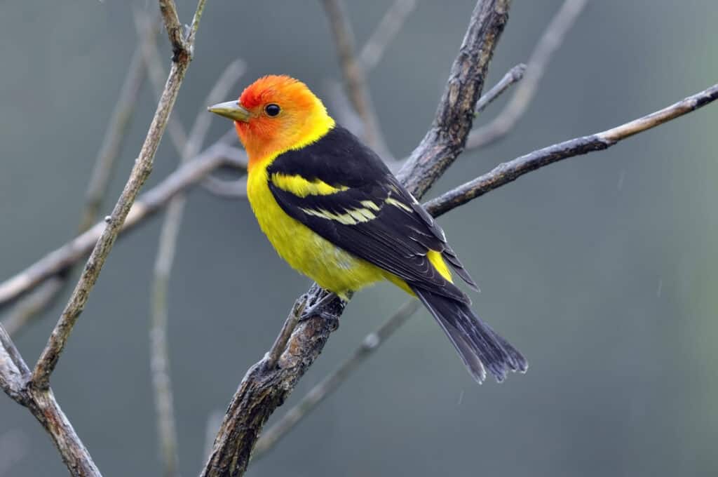 Tanager occidentale sul ramo di un albero
