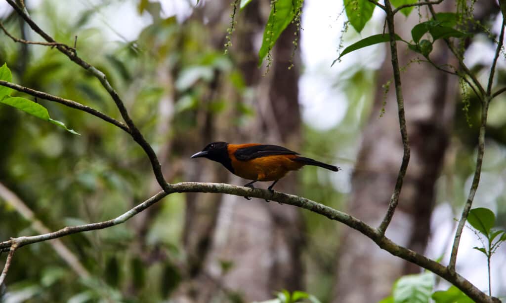 Un pitohui con cappuccio, al centro rivolto verso sinistra, appollaiato su un ramo di un albero spoglio, su uno sfondo naturale sfocato di tronchi d'albero grigio marrone e fogliame verde. L'uccello stesso ha un corpo arancione/ruggine, una coda nera e un'ala.