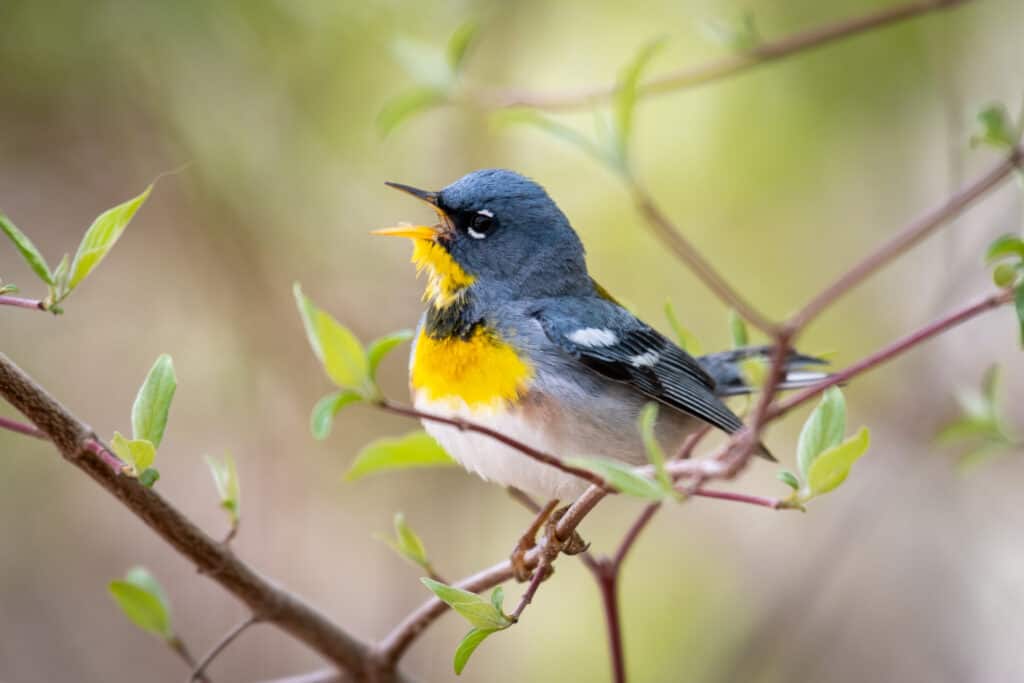 Parula settentrionale