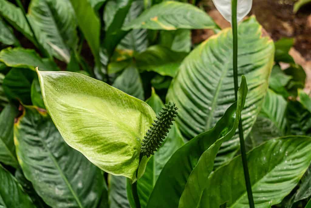 Una pianta 'Domino' variegata di Spathiphyllum, o giglio di pace, nelle prime fasi di sviluppo dei suoi fiori