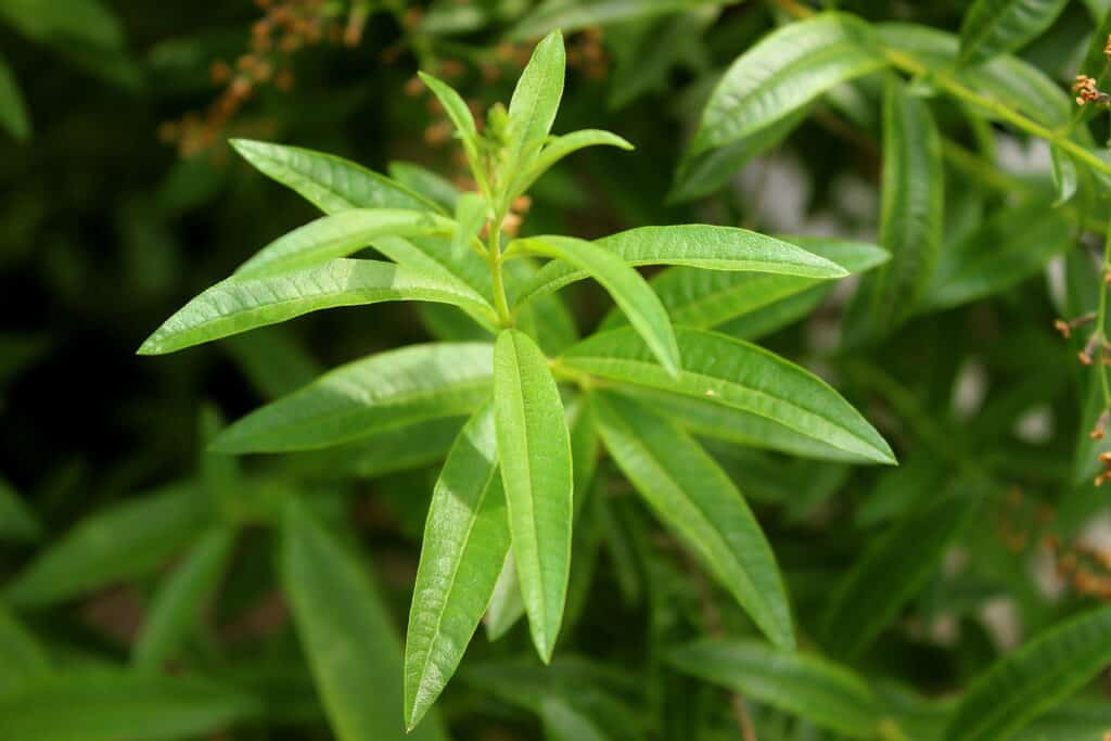 La verbena al limone lascia da vicino