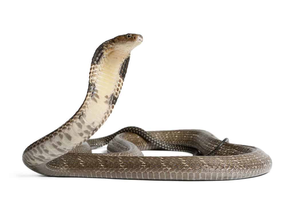 Re Cobra
