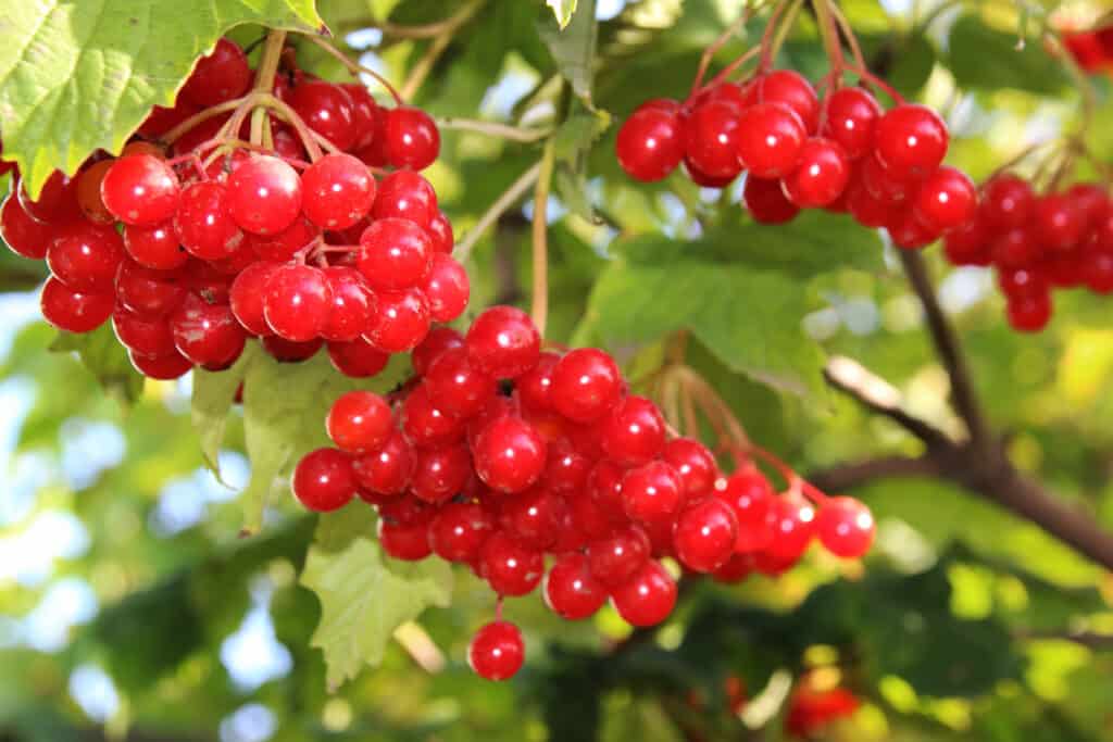 Bacche di viburno rosso brillante che crescono sull'albero