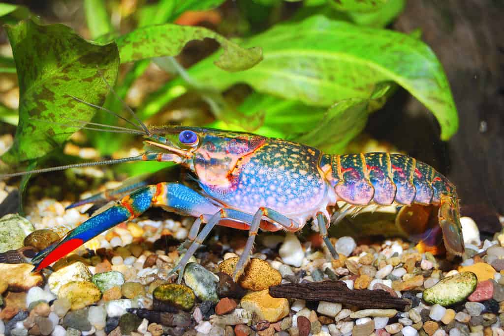 Cherax quadricarinatus - Artiglio rosso del Queensland yabby