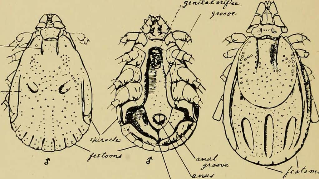 Zecca della marmotta