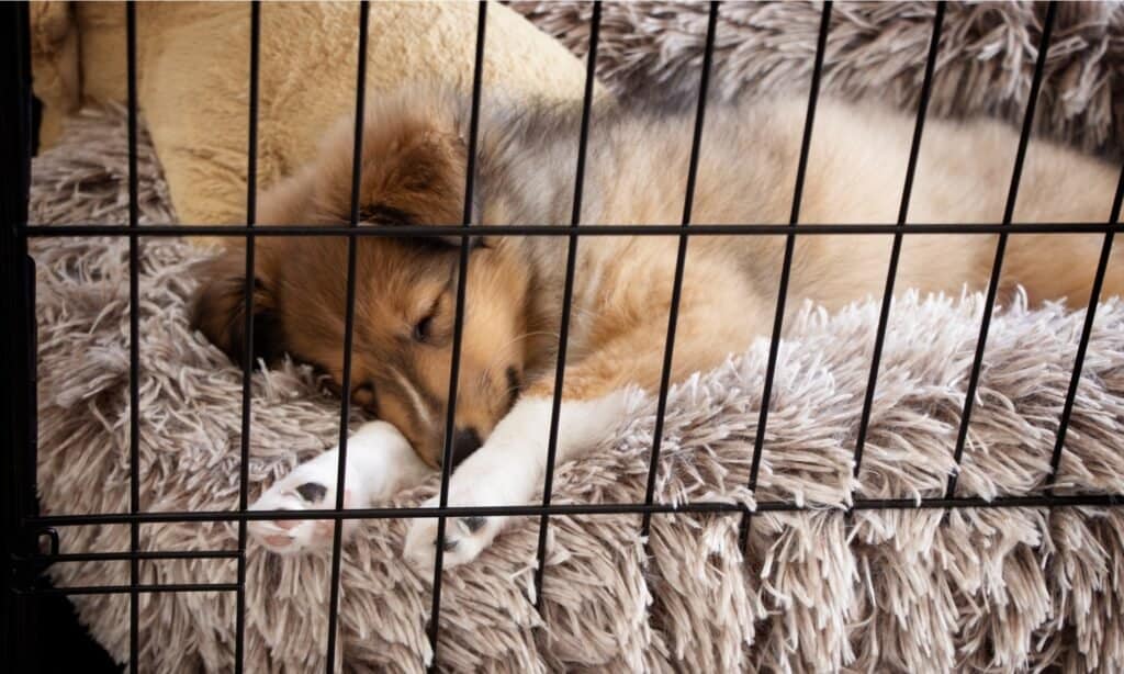 piccola cuccia per cani da interno