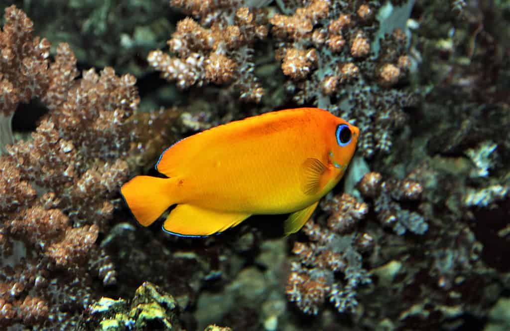 Il bellissimo pesce angelo scorza di limone in acquario marino. Centropyge flavissima è un pesce angelo marino della famiglia Pomacanthidae, un pesce popolare nel commercio di acquari.