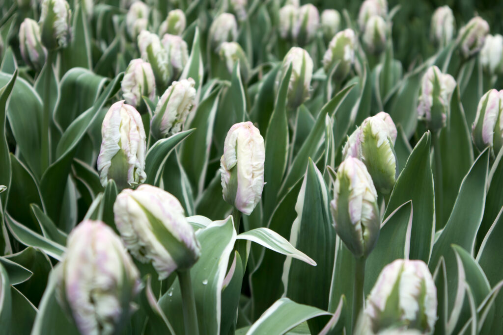 Tulipano pappagallo bianco