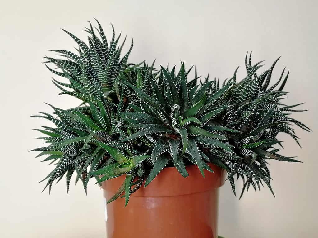 Haworthia grande