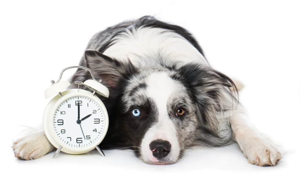 Border collie con un occhio blu e uno marrone accanto a una sveglia
