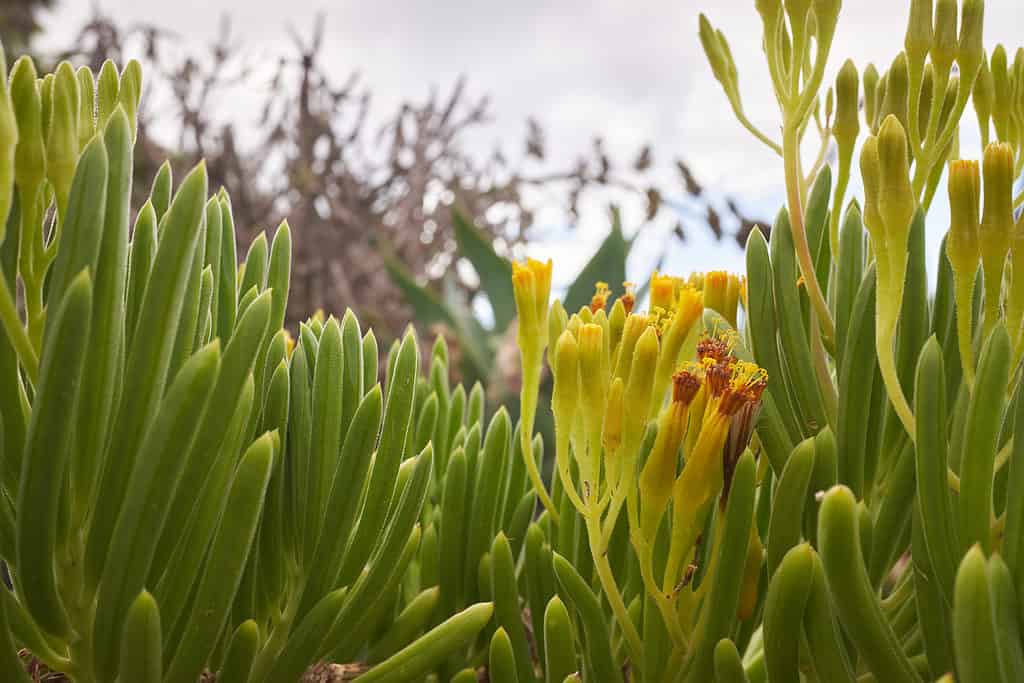Senecio Barberton è succulento