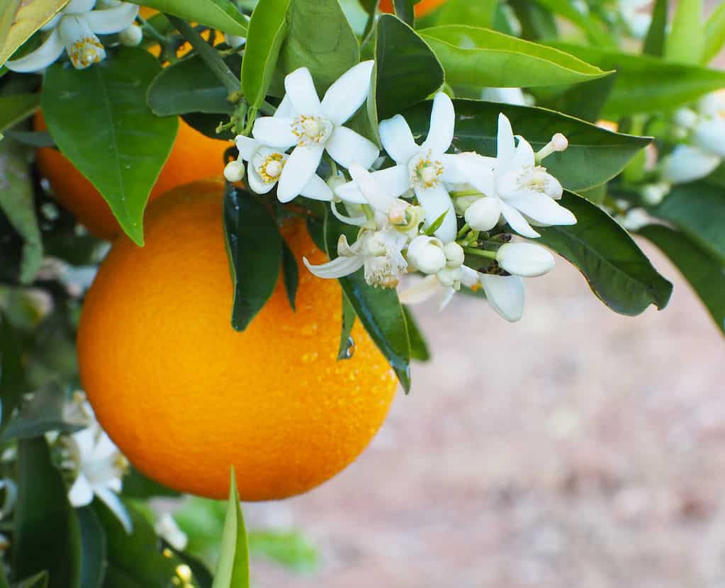 Fiori d'arancio su un albero di arancio