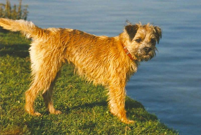 terrier di frontiera
