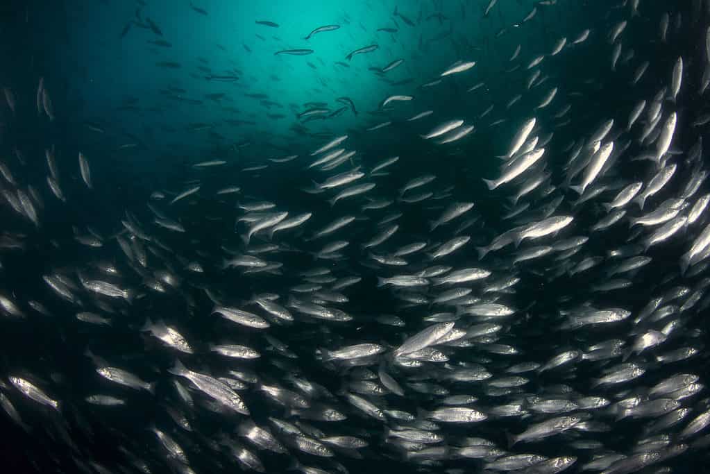 Scuola di Branzino Europeo