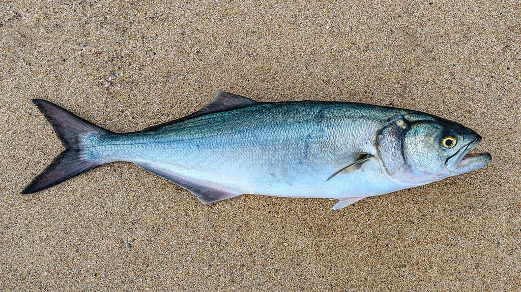 Pesce azzurro