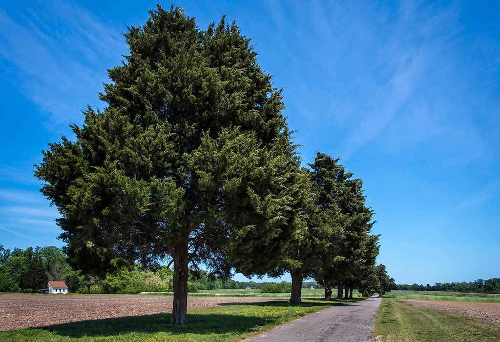 Cedro rosso orientale (Juniperus virginiana) che cresce lungo una strada.