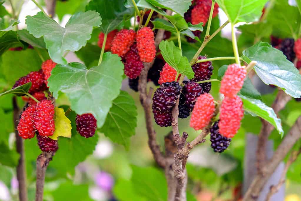Frutti di gelso appesi a un albero.