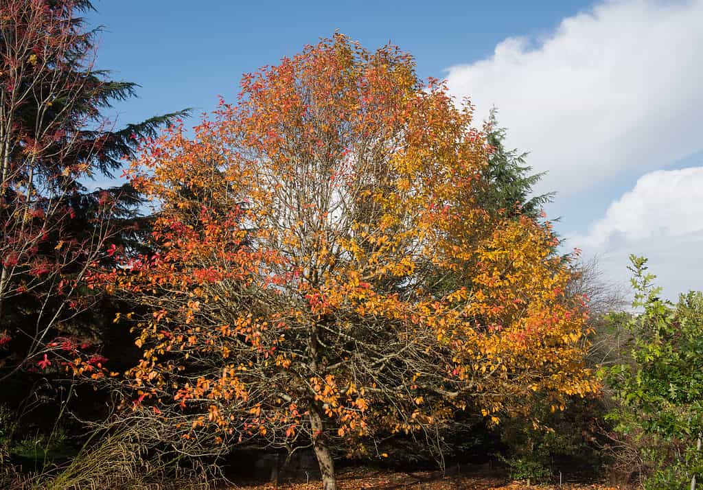 Foglie di autunno arancione brillante di un Tupelo o albero di gomma nera (Nyssa sylvatica) in un giardino boschivo.