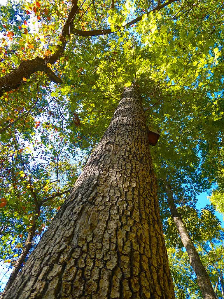Vista di una quercia bianca con corteccia a blocchi.