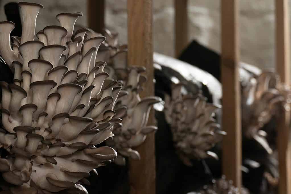Coltivazione commerciale di funghi ostrica