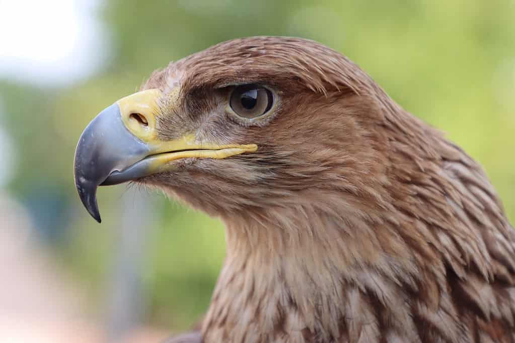 Aquila imperiale orientale (Aquila heliaca)