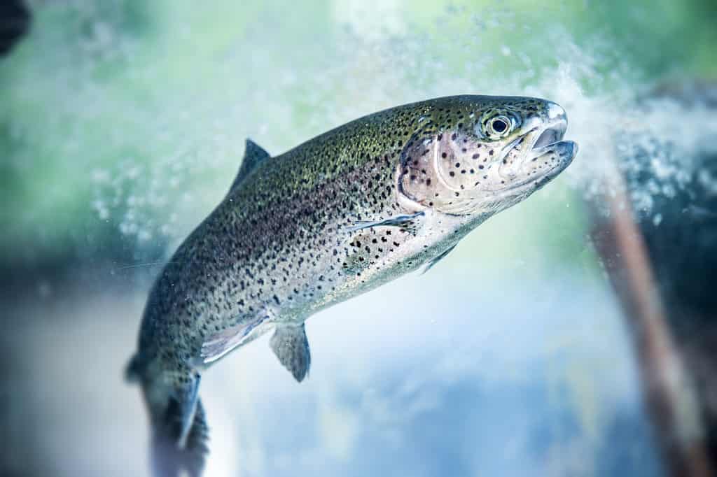 Trota iridea