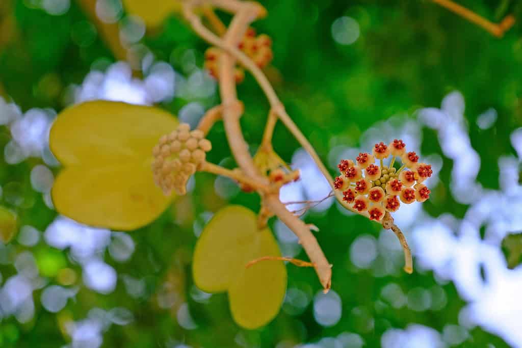 I fiori di hoya dell'innamorato si chiudono su