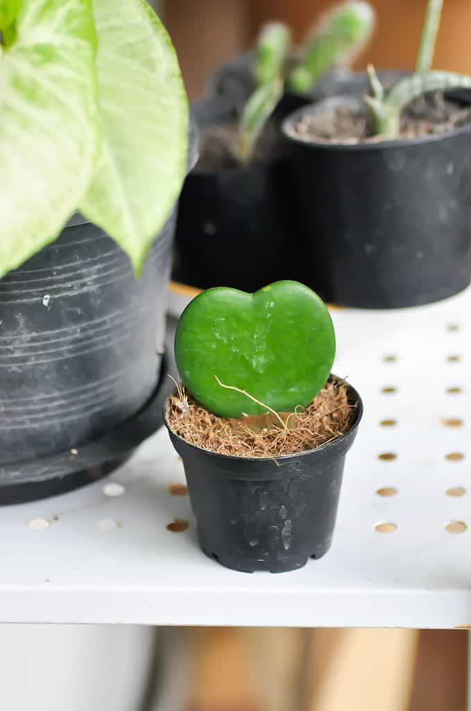 innamorato foglia di hoya da vicino