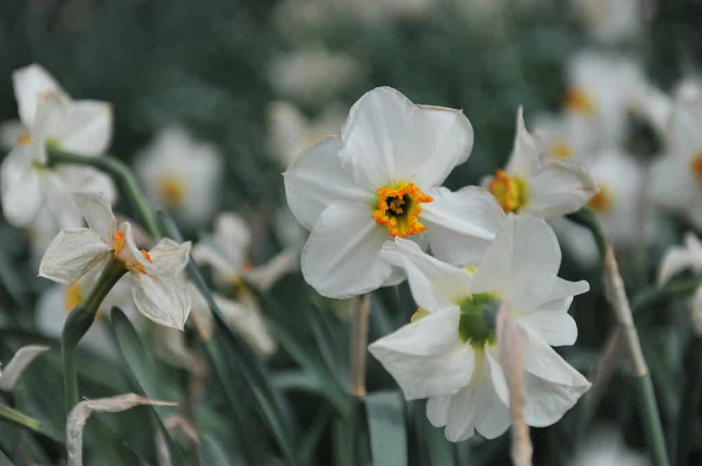Narcisi a coppa piccola 'Lancaster'