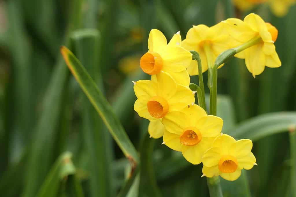 'Grand Soleil d'Or' Narcisi Tazetta